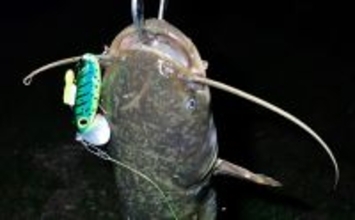 お手軽ルアー釣り「ナマズゲーム」入門　【場所・タックル・ルアー・時間帯・釣り方を解説】