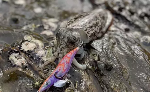 釣りの聖地「対馬」でエギング釣行　大自然の中感じる期待感は別格？