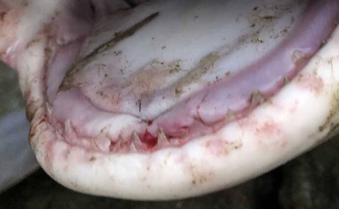 沖縄の独特過ぎる釣り【リバーシャークフィッシングの魅力と注意点】
