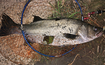 「魚の【荒食い】って何？」  活性がアップする秋こそ釣り入門の大チャンス！