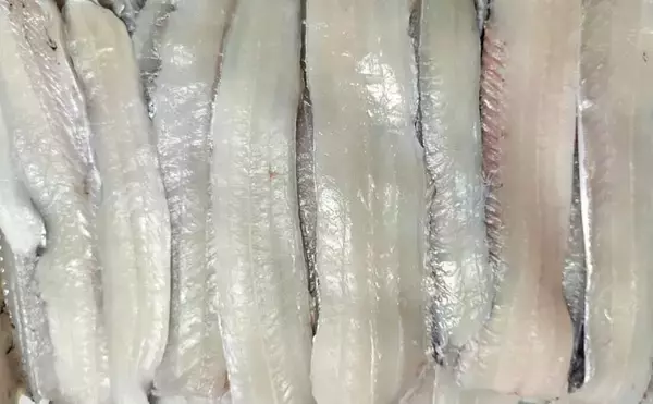 「富山湾で旬本番のタチウオを食べ尽くす　刺し身から天ぷらまで絶品料理8選をご紹介」の画像