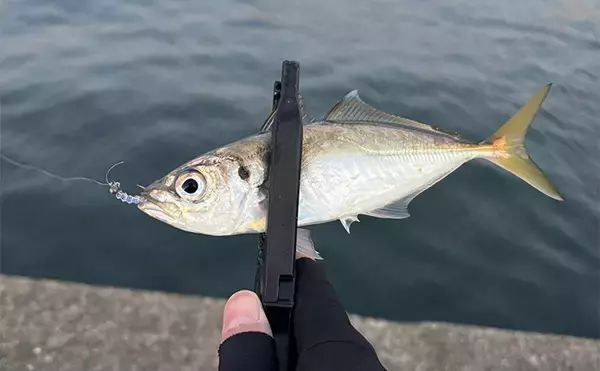 「「居着きアジと回遊アジでは釣り方が違う！」 それぞれの特徴と釣り方を解説」の画像