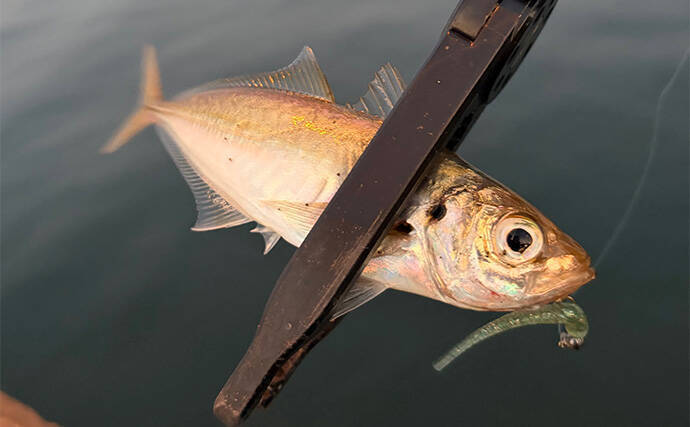 「居着きアジと回遊アジでは釣り方が違う！」 それぞれの特徴と釣り方を解説