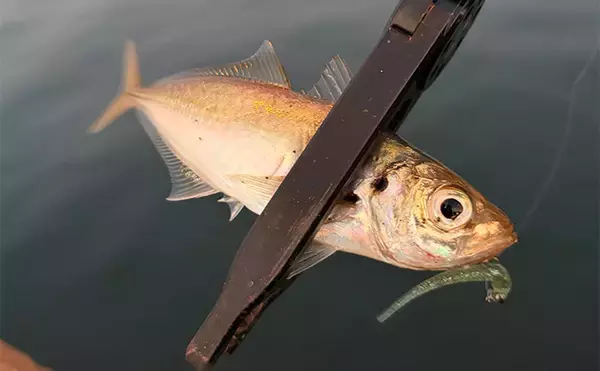 「「居着きアジと回遊アジでは釣り方が違う！」 それぞれの特徴と釣り方を解説」の画像