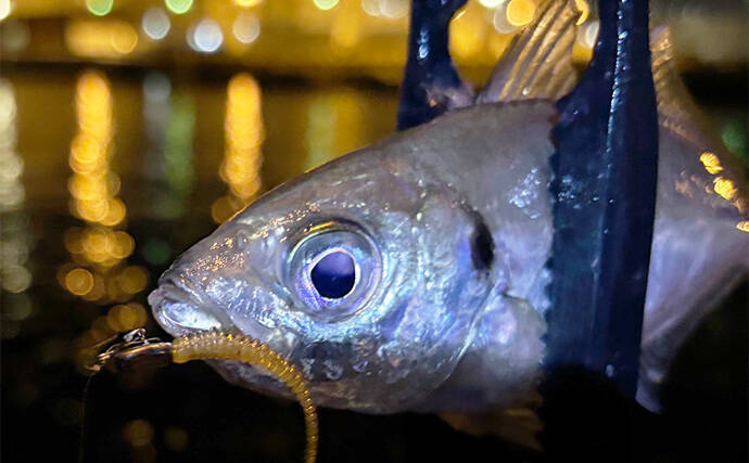 「居着きアジと回遊アジでは釣り方が違う！」 それぞれの特徴と釣り方を解説