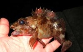 波止での電気ウキ釣りでカサゴ連打！【岡山】産卵期のメスばかりがヒット