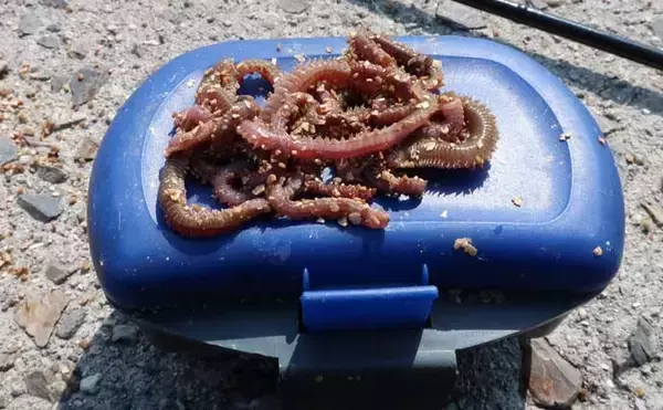「波止での電気ウキ釣りでカサゴ連打！【岡山】産卵期のメスばかりがヒット」の画像