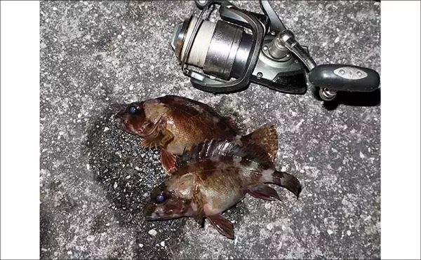 「波止での電気ウキ釣りでカサゴ連打！【岡山】産卵期のメスばかりがヒット」の画像