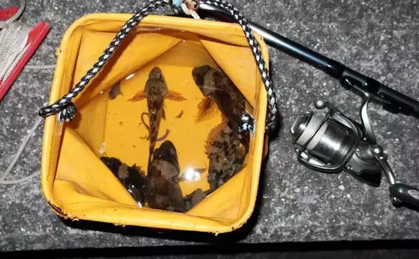 「波止での電気ウキ釣りでカサゴ連打！【岡山】産卵期のメスばかりがヒット」の画像