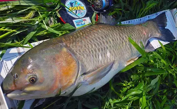 「【ソウギョ釣り攻略法7選】11釣行で連続本命キャッチできたワケとは？」の画像