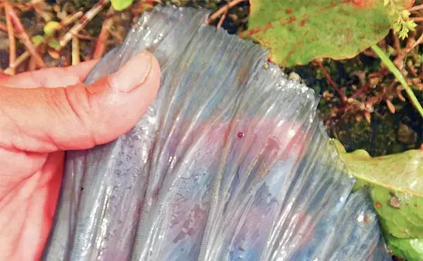 「【ソウギョ釣り攻略法7選】11釣行で連続本命キャッチできたワケとは？」の画像