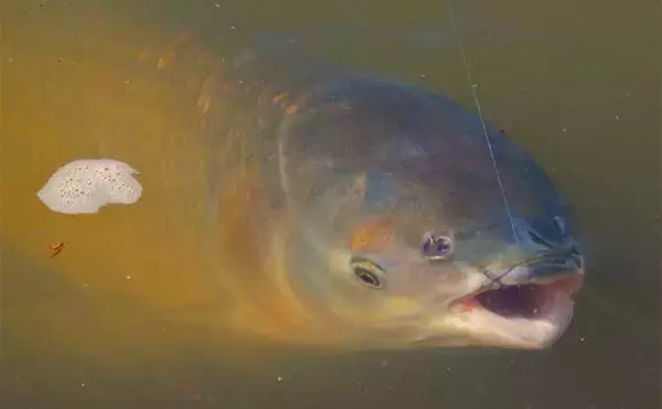 「【ソウギョ釣り攻略法7選】11釣行で連続本命キャッチできたワケとは？」の画像