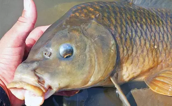 「【ソウギョ釣り攻略法7選】11釣行で連続本命キャッチできたワケとは？」の画像