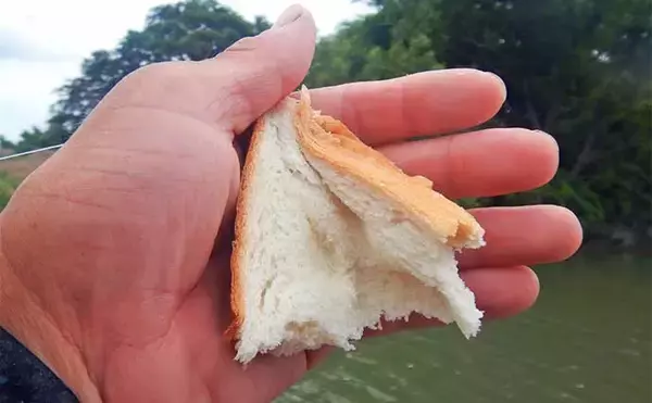 「【ソウギョ釣り攻略法7選】11釣行で連続本命キャッチできたワケとは？」の画像