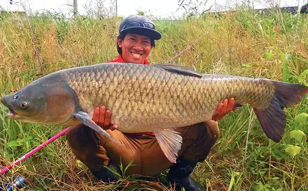 「【ソウギョ釣り攻略法7選】11釣行で連続本命キャッチできたワケとは？」の画像