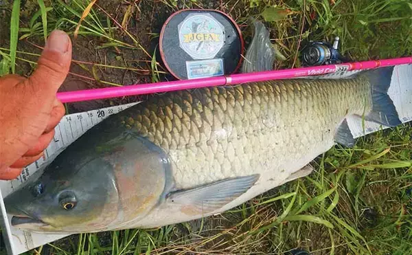 「【ソウギョ釣り攻略法7選】11釣行で連続本命キャッチできたワケとは？」の画像