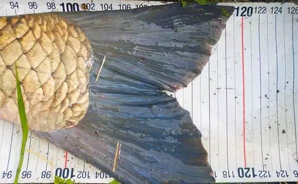 「【ソウギョ釣り攻略法7選】11釣行で連続本命キャッチできたワケとは？」の画像