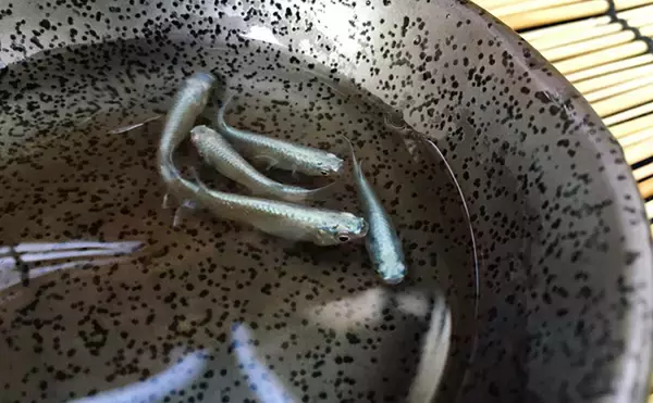 「メダカは美しくてかわいいだけじゃない！ 人間の医学の発展にも貢献しているワケとは？」の画像