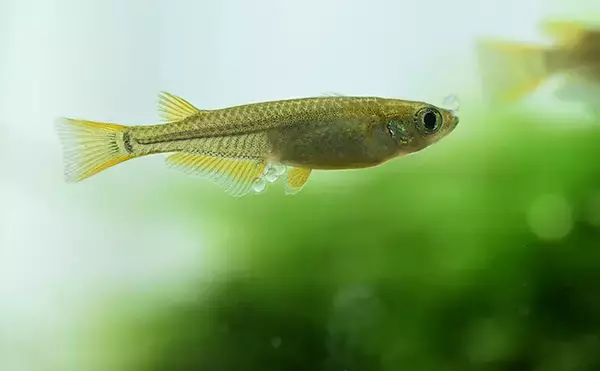 「メダカは美しくてかわいいだけじゃない！ 人間の医学の発展にも貢献しているワケとは？」の画像