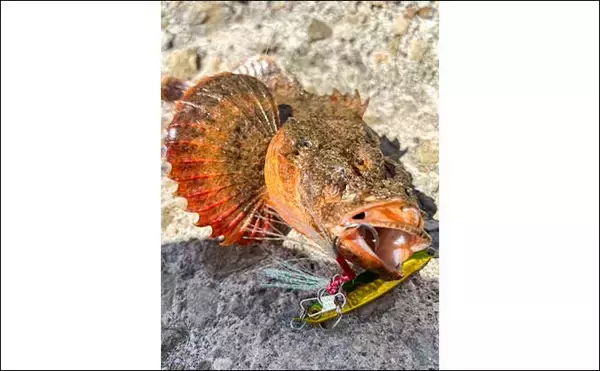 「「タックル1本でエギング＆ジギングに挑戦！」二刀流釣行でアオリイカ＆カサゴを手中【熊本】」の画像