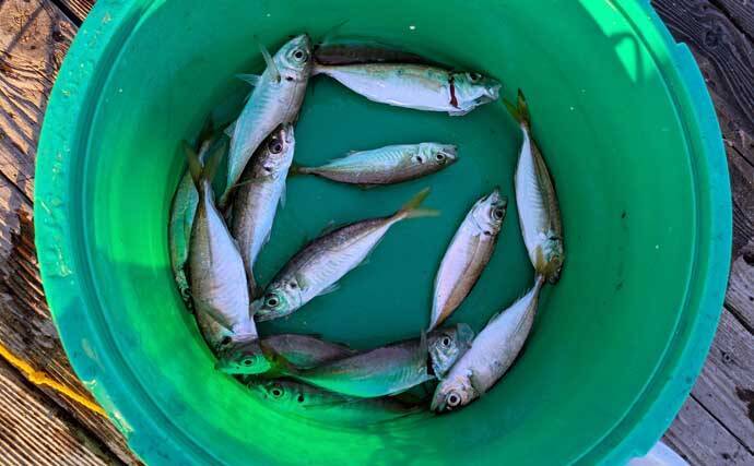 迫間浦のイカダ釣行でエギングと五目釣りを1日で満喫！【三重】アオリ8匹＆アジ25匹の好釣果