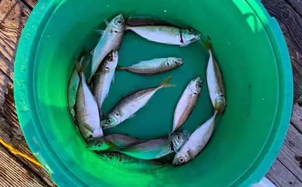 「迫間浦のイカダ釣行でエギングと五目釣りを1日で満喫！【三重】アオリ8匹＆アジ25匹の好釣果」の画像