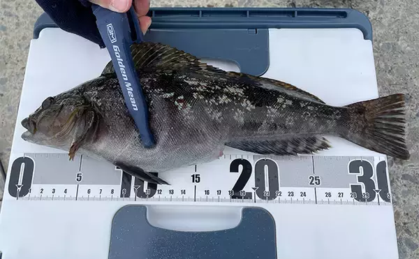 初心者にもオススメ！ 【真冬の堤防で釣ることができる美味しいサカナ4選】