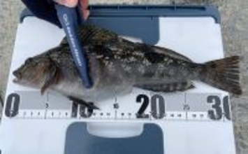 初心者にもオススメ！ 【真冬の堤防で釣ることができる美味しいサカナ4選】