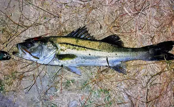 「ルアーは巻かないが正解！」水温と気温が急上昇した河川でシーバス3連発【養老川】