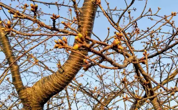 「「ルアーは巻かないが正解！」水温と気温が急上昇した河川でシーバス3連発【養老川】」の画像