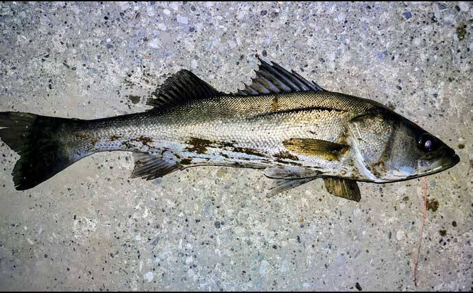 「ルアーは巻かないが正解！」水温と気温が急上昇した河川でシーバス3連発【養老川】