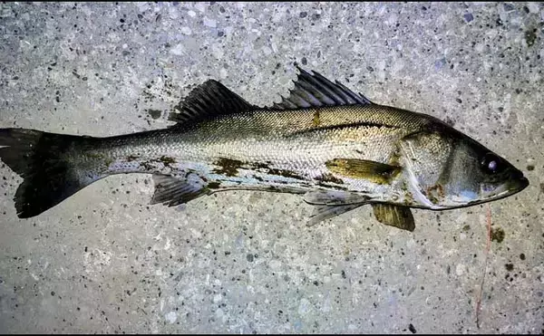 「「ルアーは巻かないが正解！」水温と気温が急上昇した河川でシーバス3連発【養老川】」の画像