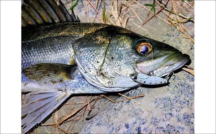 「ルアーは巻かないが正解！」水温と気温が急上昇した河川でシーバス3連発【養老川】