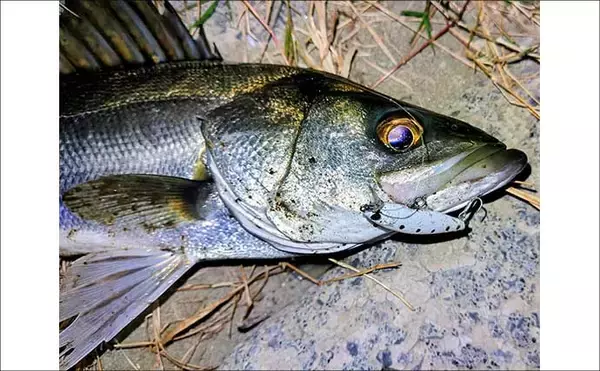 「「ルアーは巻かないが正解！」水温と気温が急上昇した河川でシーバス3連発【養老川】」の画像