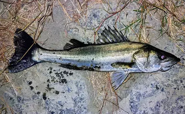 「「ルアーは巻かないが正解！」水温と気温が急上昇した河川でシーバス3連発【養老川】」の画像