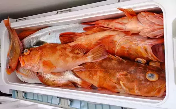 【沖釣り釣果速報】根魚釣りでボッコ2.5kg好捕！チカメキントキ・レンコダイ交じりクーラー満タン（福岡）