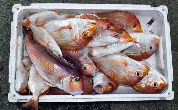 「【沖釣り釣果速報】根魚釣りでボッコ2.5kg好捕！チカメキントキ・レンコダイ交じりクーラー満タン（福岡）」の画像