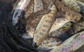 初心者向け渓流釣り装備まとめ　必須アイテムと選び方をわかりやすく紹介