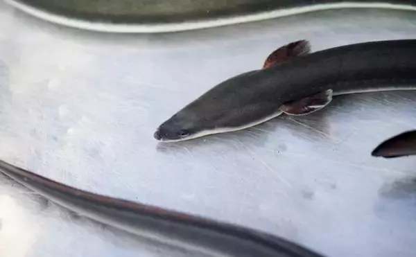 琵琶湖に放流したウナギが美味しくなる理由は「メスになって大きく成長する」から