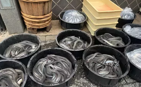 「琵琶湖に放流したウナギが美味しくなる理由は「メスになって大きく成長する」から」の画像