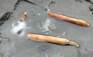 横浜での潮干狩りでマテ貝125本をゲット！【野島海岸】アサリは見つけられず