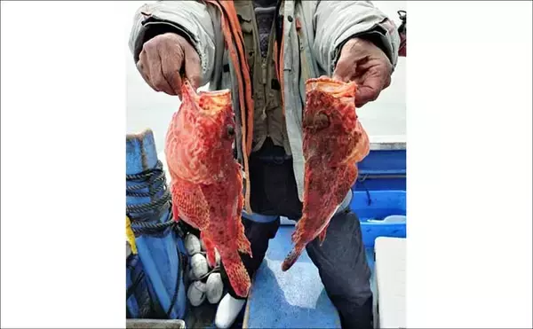 「鳥羽沖で食べごろサイズのトラフグが好反応！【船のエサ釣り釣果速報6選・三重】」の画像