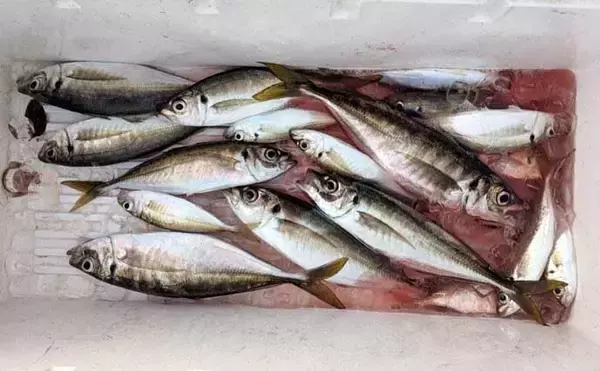 「鳥羽沖で食べごろサイズのトラフグが好反応！【船のエサ釣り釣果速報6選・三重】」の画像