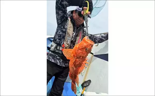 「鳥羽沖で食べごろサイズのトラフグが好反応！【船のエサ釣り釣果速報6選・三重】」の画像