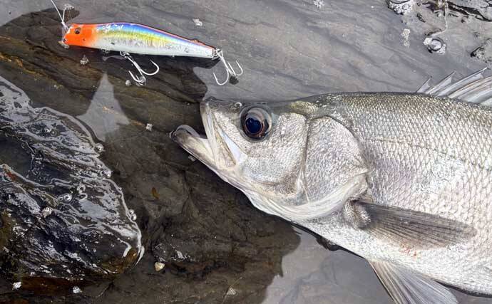 磯でのルアー釣りで本命ヒラスズキと対面成功！【和歌山】ルアー止めたタイミングでヒット