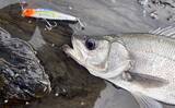 「磯でのルアー釣りで本命ヒラスズキと対面成功！【和歌山】ルアー止めたタイミングでヒット」の画像3