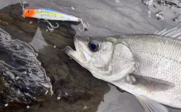 「磯でのルアー釣りで本命ヒラスズキと対面成功！【和歌山】ルアー止めたタイミングでヒット」の画像