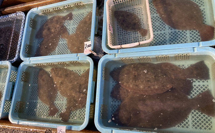 魚市場に並ぶ魚たちから釣りのヒントを得る　5～6月の伊勢湾の釣りもの事情