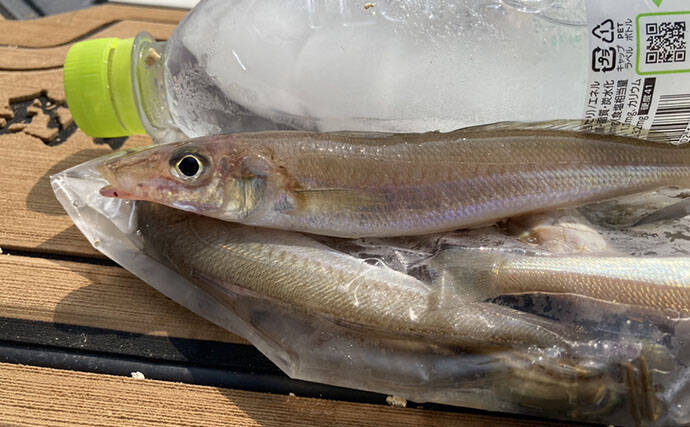 魚市場に並ぶ魚たちから釣りのヒントを得る　5～6月の伊勢湾の釣りもの事情