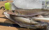 「魚市場に並ぶ魚たちから釣りのヒントを得る　5～6月の伊勢湾の釣りもの事情」の画像11